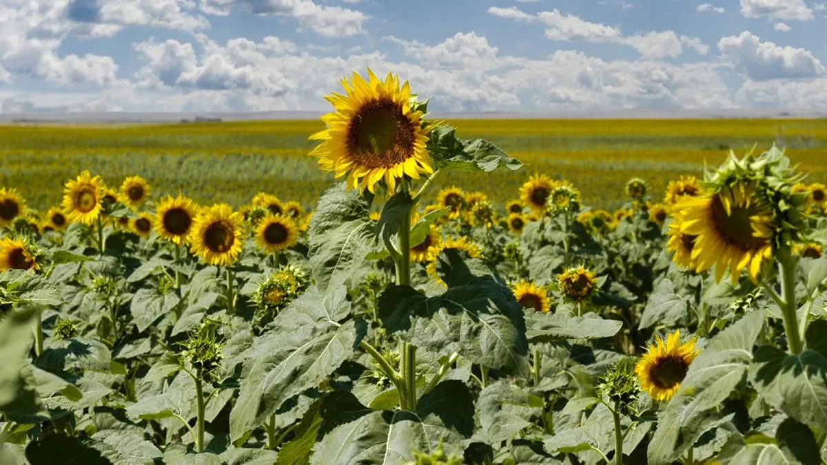 South Dakota sunflower crops